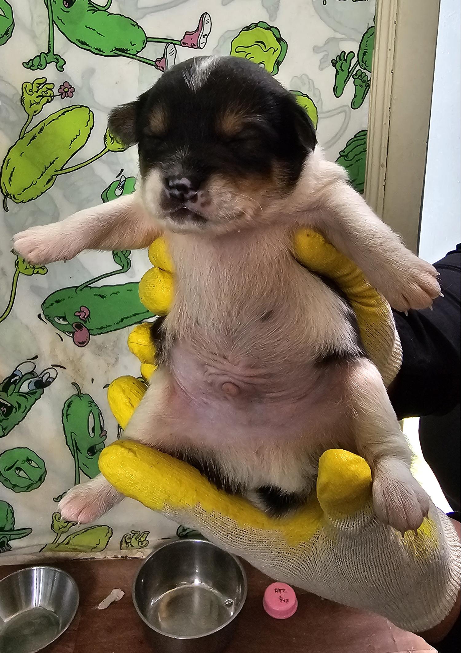 IMG